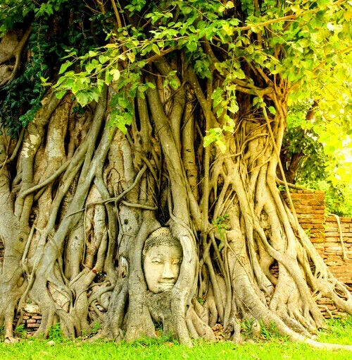 Ficus Religiosa Seeds - Sacred Fig, Buddha Peepal, Meditation Tree, Herbal Plant, Over 80 Seeds