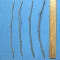 Jujube Tree Cuttings 10" Wild Rootstock for Taiwan, Thai, Indian Varieties - Ziziphus jujuba
