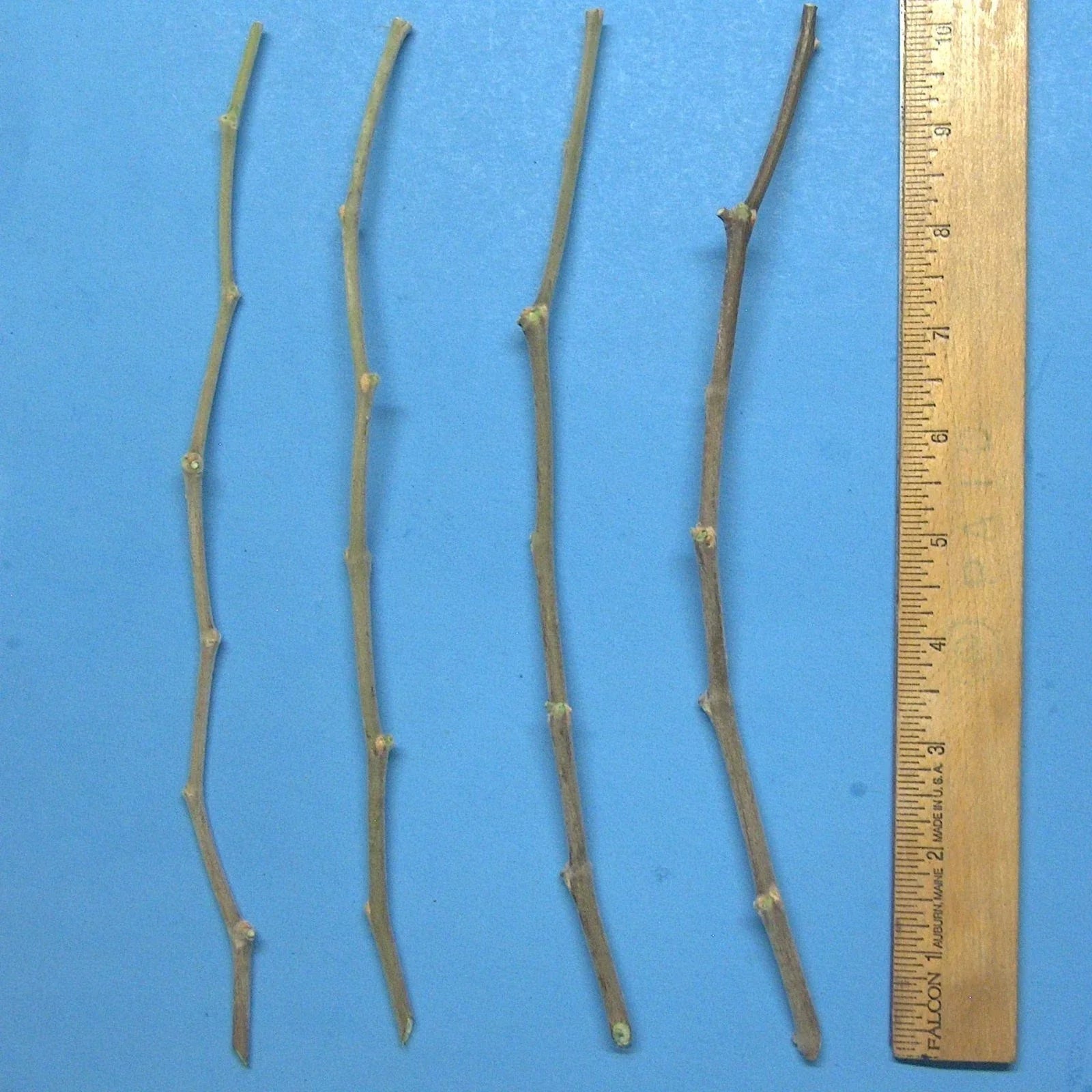 Jujube Tree Cuttings 10" Wild Rootstock for Taiwan, Thai, Indian Varieties - Ziziphus jujuba