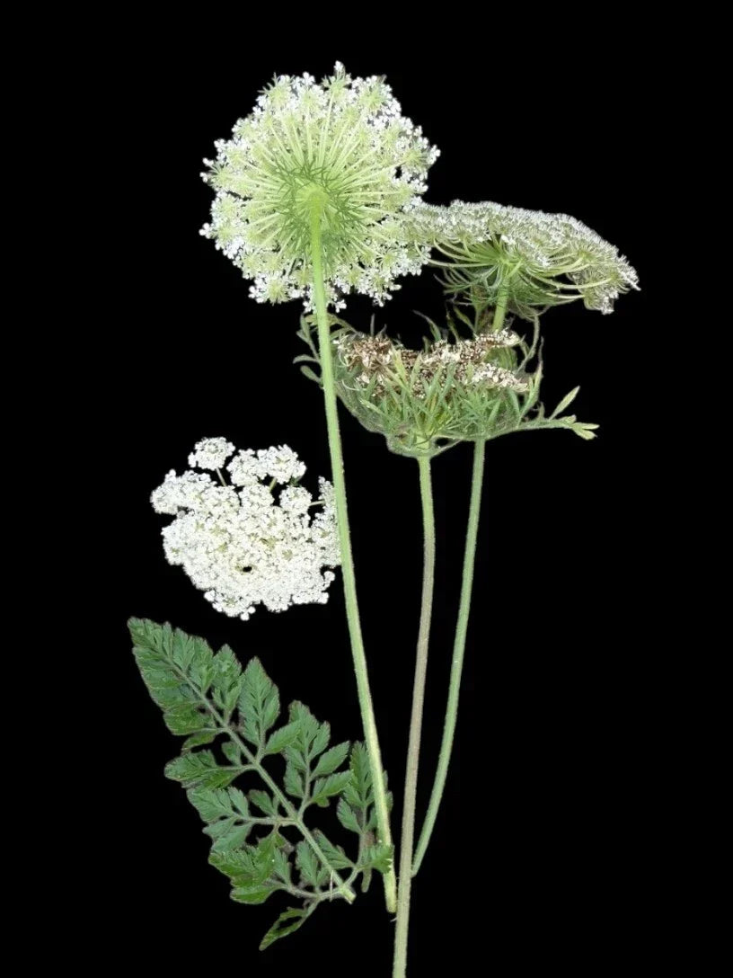 Queen Anne's Lace Seeds - Organic Wild Carrot - Daucus carota - 100+ Seeds for Wildflower Gardens & Pollinator Attracting