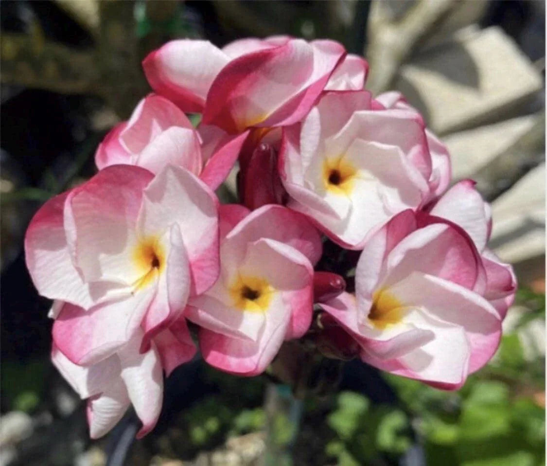 Rooted Plumeria Cutting - JL Pink Pansy - Tropical Flowering Plant - 13 Inches - Fragrant Pink Flowers - Easy Care Garden or Indoor Plant