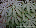 Cassava Cuttings 5 Unrooted Red Yuca Manihot esculenta for Planting, Gardening, Agriculture