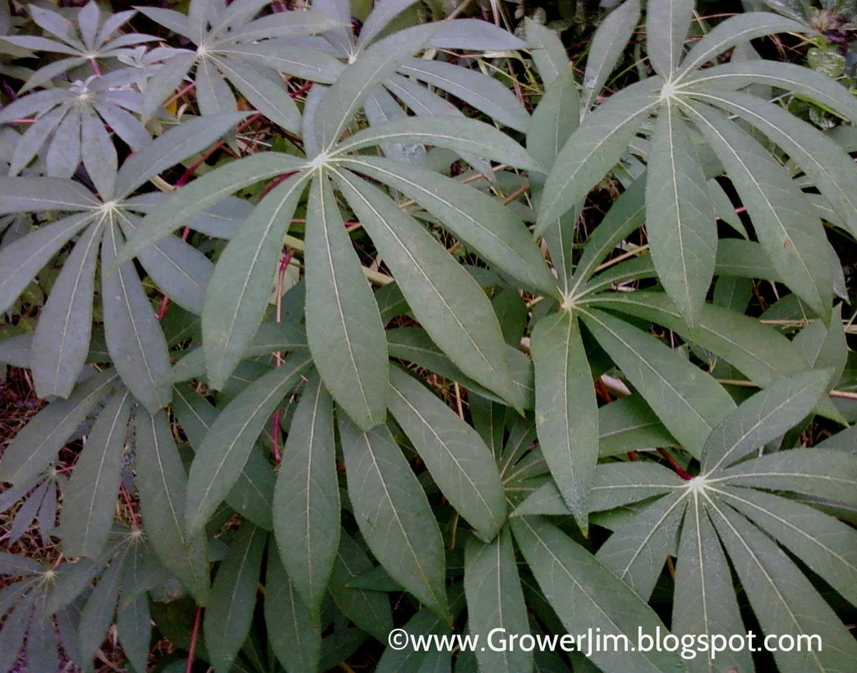 Cassava Cuttings 5 Unrooted Red Yuca Manihot esculenta for Planting, Gardening, Agriculture