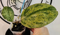 Hoya Michelle Silver Leaf Live Plant - Variegated Indoor Houseplant - Hoya carnosa 'Michelle' - Easy Care Vining Plant