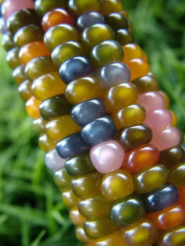 Glass Gem Indian Corn Seeds - Vibrant Translucent Kernels for Ornamental Gardening - Zea mays