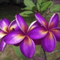Plumeria Seeds Pack of 5 | Purple Yellow Flowers | Perennial Tropical Plant | Plumeria rubra