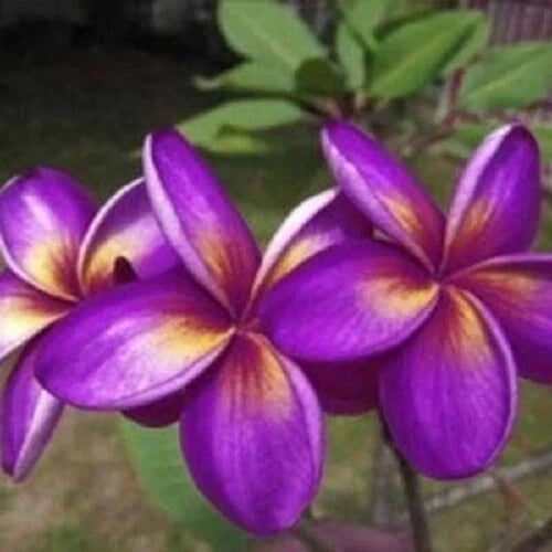 Plumeria Seeds Pack of 5 | Purple Yellow Flowers | Perennial Tropical Plant | Plumeria rubra