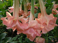 Evelyn Rose Angel Trumpet Seeds - Pink Brugmansia Datura Seeds for Garden, Patio & Indoor Plants - USA Seller