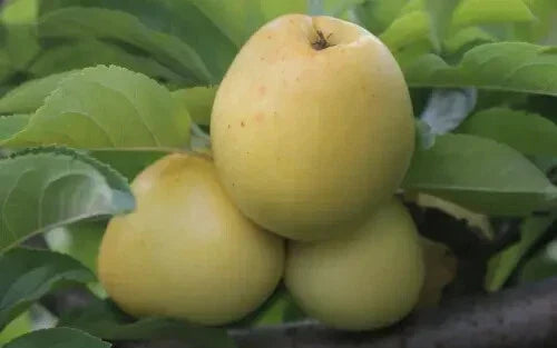 Nehou Apple Seeds - Heirloom Variety for Planting - Malus domestica - Non-GMO, Easy to Grow, USA Free Shipping