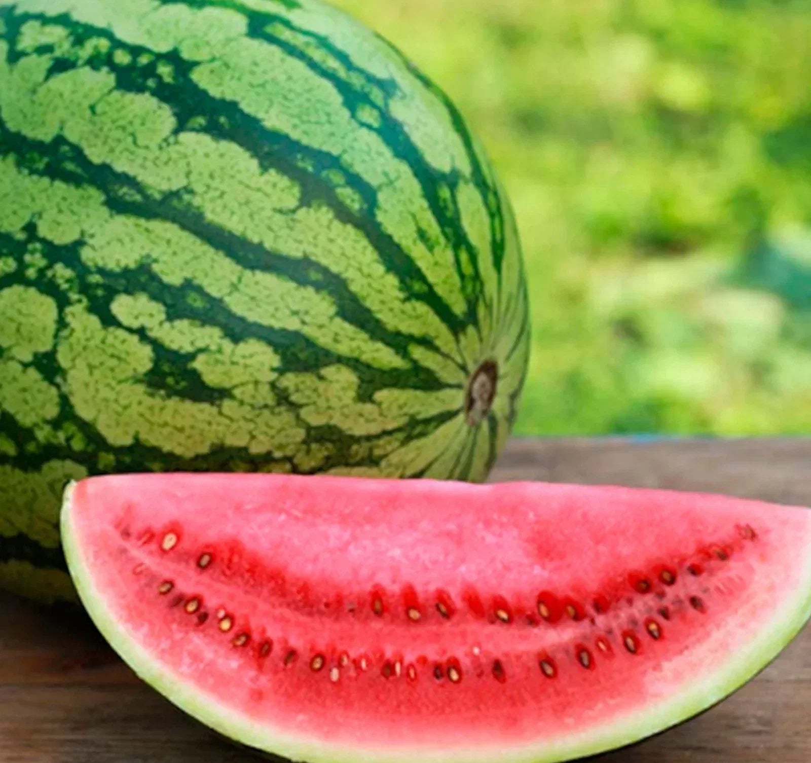 Crimson SWEET Watermelon Seeds Pack of 25+ | High Yield, Juicy, Sweet Citrullus lanatus for Home Garden & Container Planting