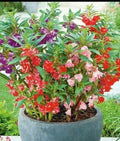 Flower Seeds - 50+ Semillas De Flor Belen, Colorful Varieties, Easy to Grow, Attracts Pollinators, Garden and Indoor Planting