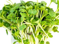 Minowase Daikon Radish Microgreen Seeds - Non-GMO Raphanus sativus Sprouting Seeds for Indoor Gardens