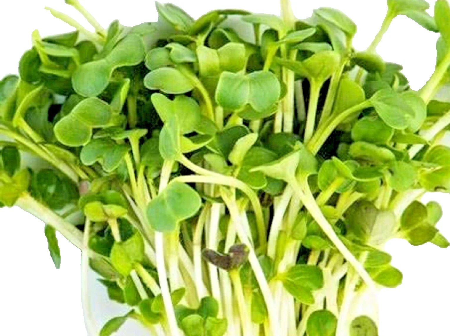 Minowase Daikon Radish Microgreen Seeds - Non-GMO Raphanus sativus Sprouting Seeds for Indoor Gardens