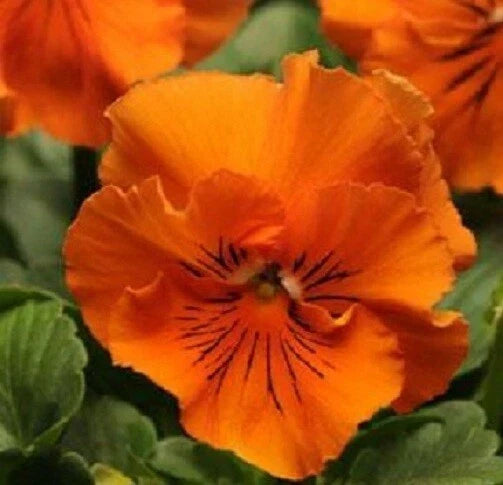Pansy Seeds Frizzle Sizzle Orange - 50 Viola tricolor var. hortensis Flower Seeds for Garden, Containers & Borders