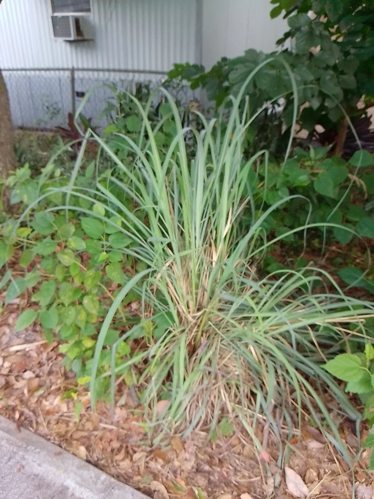 Live Lemongrass Stalks - 7 Healthy Cymbopogon citratus Herb Plants for Tea & Cooking