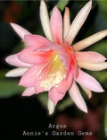 Epiphyllum Argus Cuttings - Unrooted 8-10 Inches for Propagation - Orchid Cactus Succulent Plant