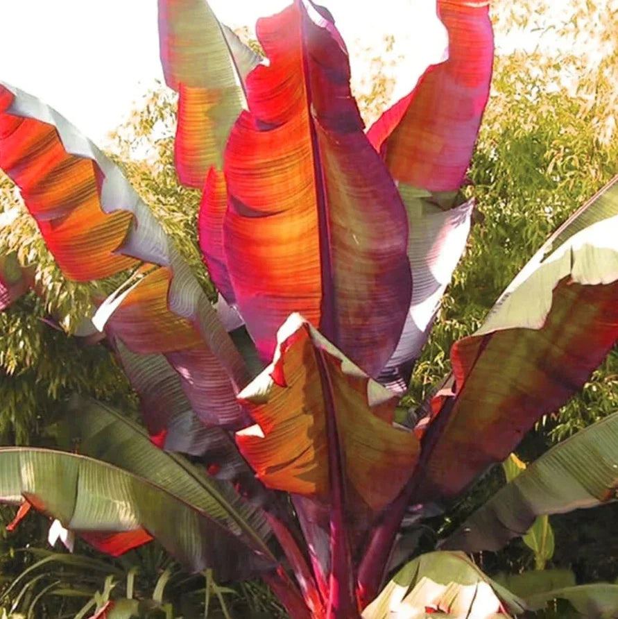 Live Red Banana Plant – Rooted Ensete Maurelii with Vibrant Red Foliage – Tropical Indoor or Outdoor Garden Plant