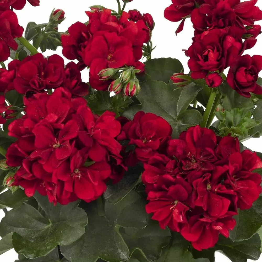 Double Red Geranium Seeds - Pelargonium × hortorum for Hanging Baskets, Perennial Red Flowers, 10 Seeds