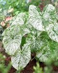 Caladium Bulbs 12 Pack White Candidum Perennial Planting Bulbs Caladium bicolor