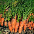 Royal Chantenay French Carrot Seeds - Non-GMO Heirloom Daucus carota Vegetable Seeds for Home Garden & Container Planting