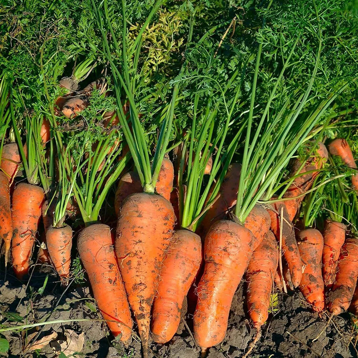 Royal Chantenay French Carrot Seeds - Non-GMO Heirloom Daucus carota Vegetable Seeds for Home Garden & Container Planting