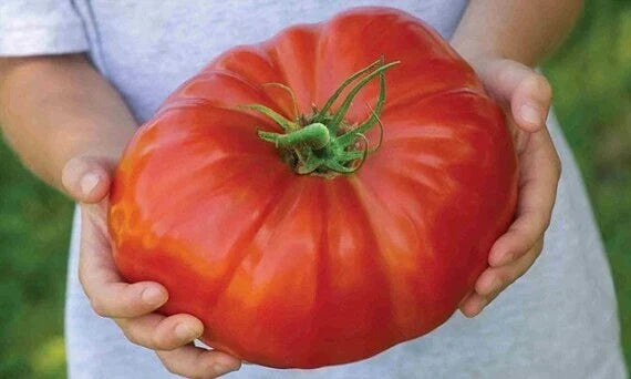 Mortgage Lifter Tomato Seeds - Heirloom Organic Non-GMO, Large Juicy Tomatoes, Solanum lycopersicum, Pack of 30+ Seeds