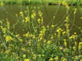 Black Mustard Seeds - Heirloom Non-GMO Garden Seed Pack - Brassica nigra - Spicy Greens & Vibrant Foliage