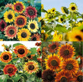 Tall Sunflower Seeds Mixed Colors - Branching Helianthus annuus for Bees & Finches - 250 Seeds