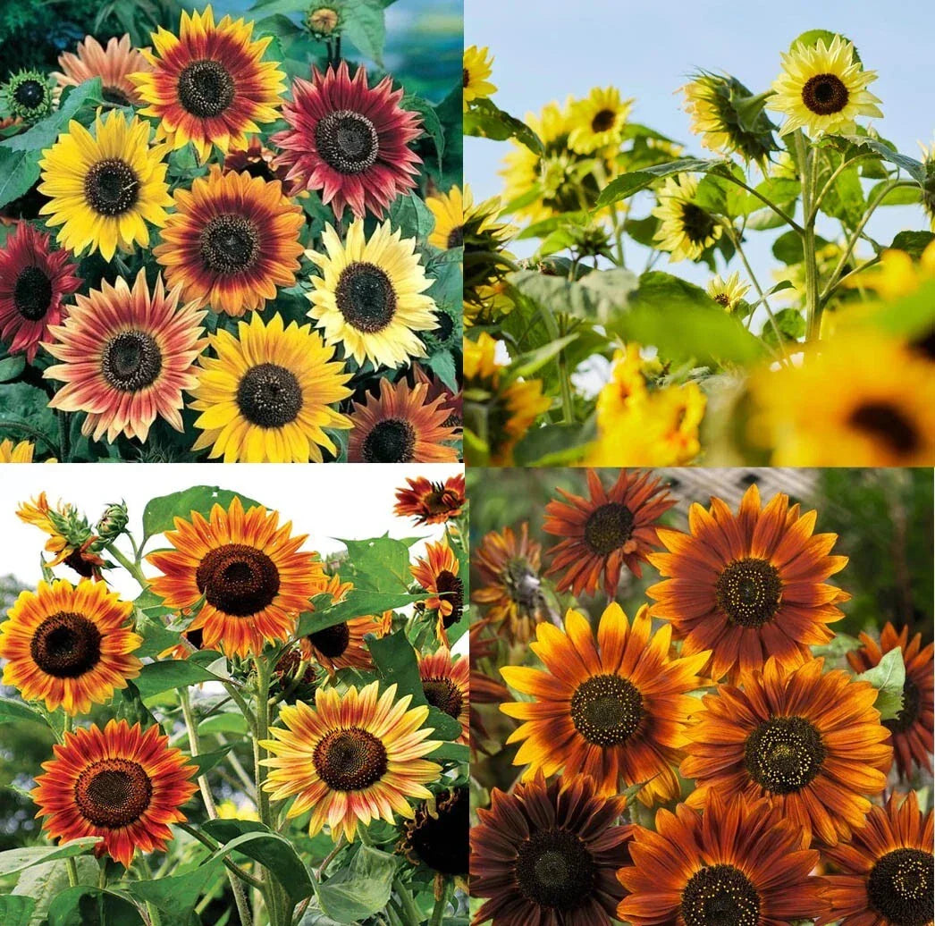 Tall Sunflower Seeds Mixed Colors - Branching Helianthus annuus for Bees & Finches - 250 Seeds