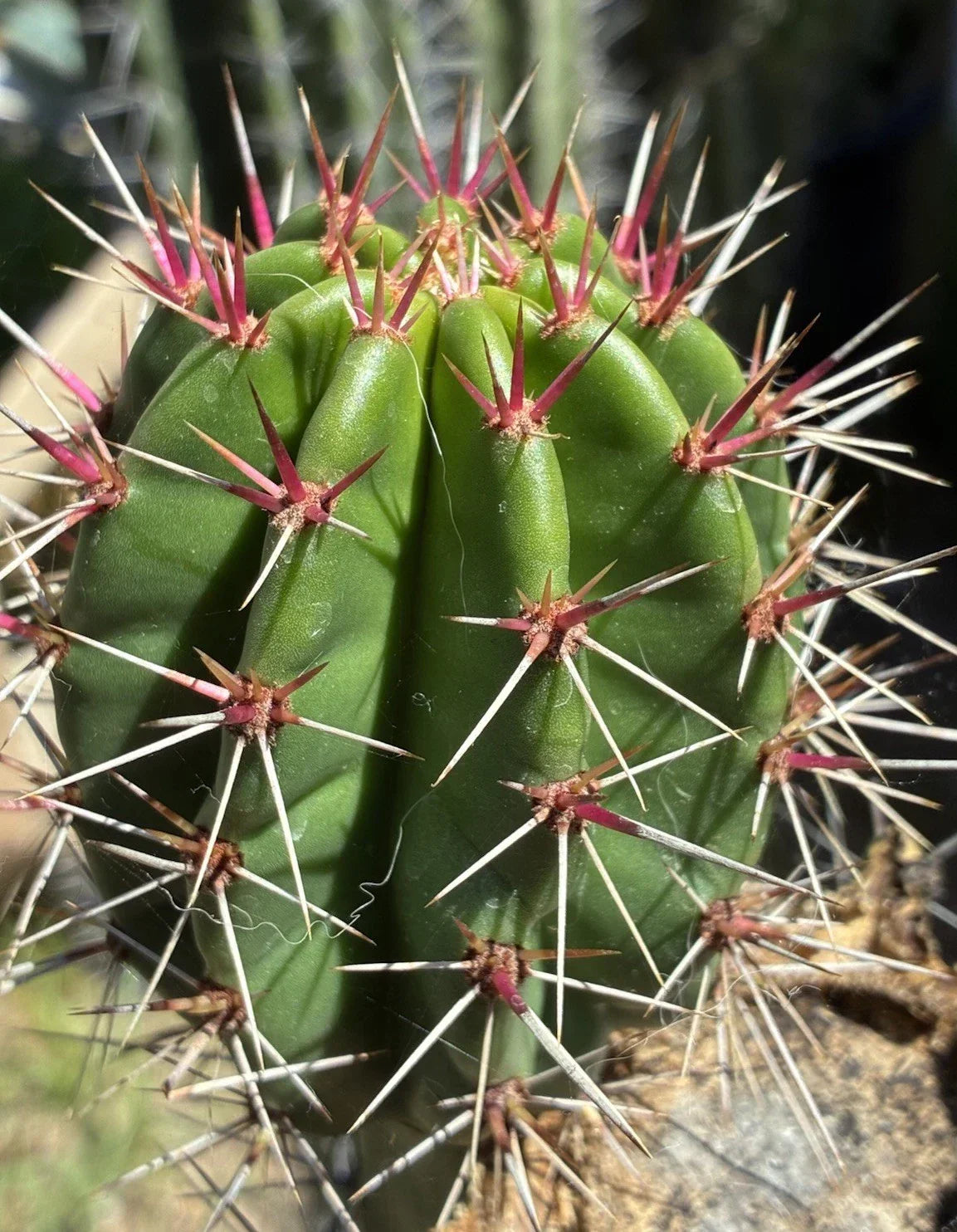 Stenocereus Queretaroensis Cutting - Live Pitaya Cactus Plant