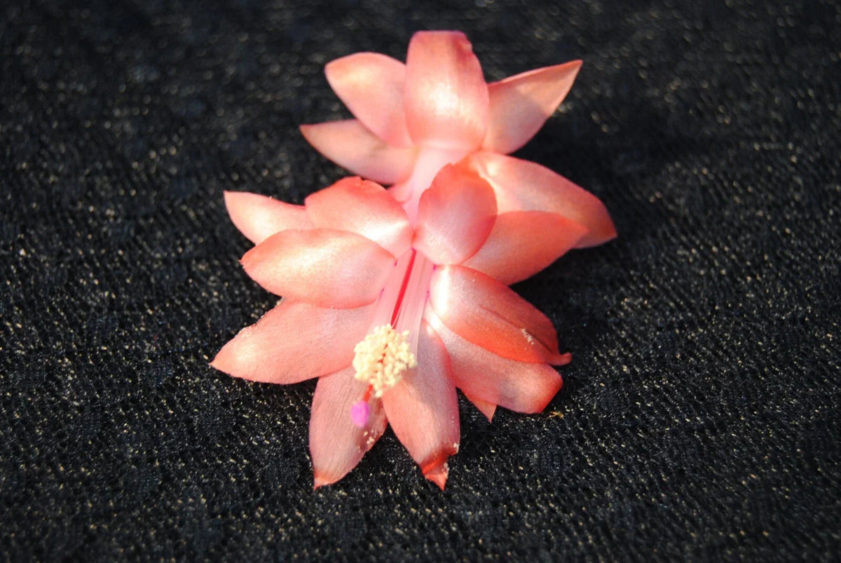 Christmas Cactus Starter Plant - Orange Blossom Schlumbergera truncata - Healthy Well-Rooted Small Plant