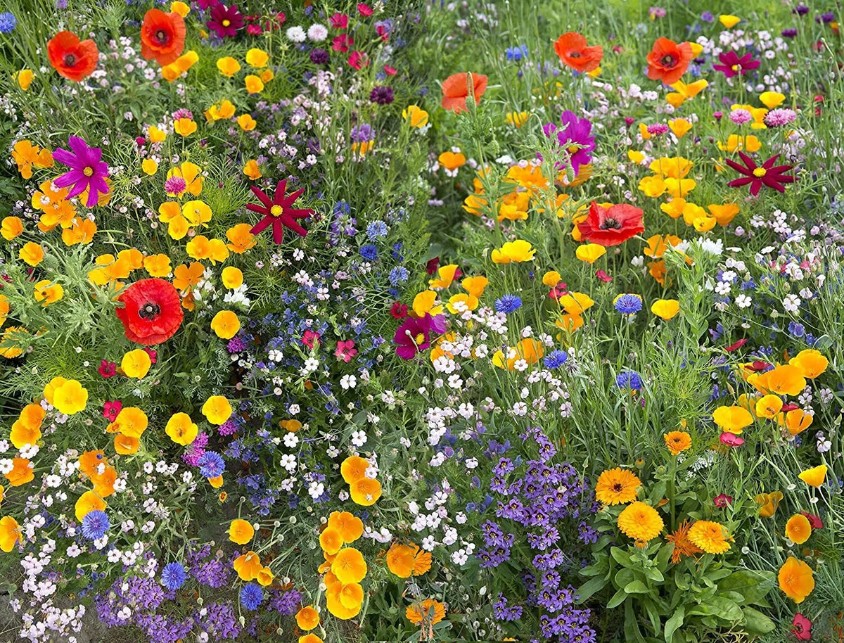 Wildflower Seed Mix - 17 Species for Hummingbird & Butterfly Attraction, Native Wildflowers, Seed Mix