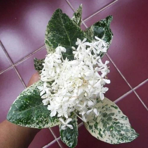 Thai Snow Ixora Rooted Starter Plant with Variegated White Flowers