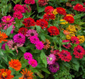 Zinnia elegans Seed Mix - Non-GMO Heirloom Flower Seeds for Vibrant Garden Blooms - Annuals for Pollinators