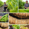 Burley Tobacco Seeds - 1500 Count, TN90 Variety, Nicotiana Tabacum, Tennessee Grown, Full Sun, High Germination