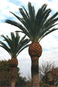 Canary Island Date Palm Seeds - Phoenix canariensis - Tropical Landscape Ornamental Garden Planting - 5 Seeds