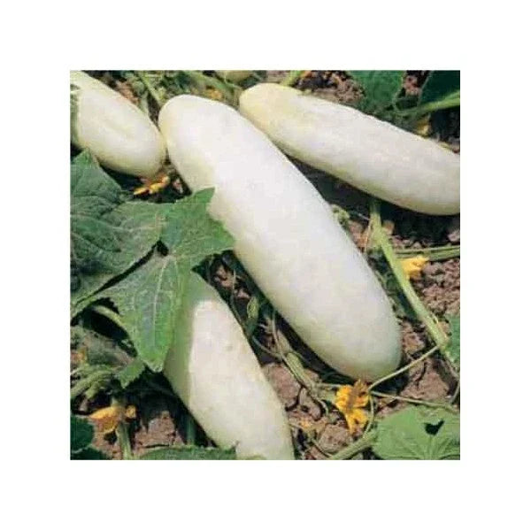 Heirloom Cucumber Seeds 25 Pack White Wonder Cucumis sativus Non-GMO Open-Pollinated Fresh Eating Pickling Salad Gardening