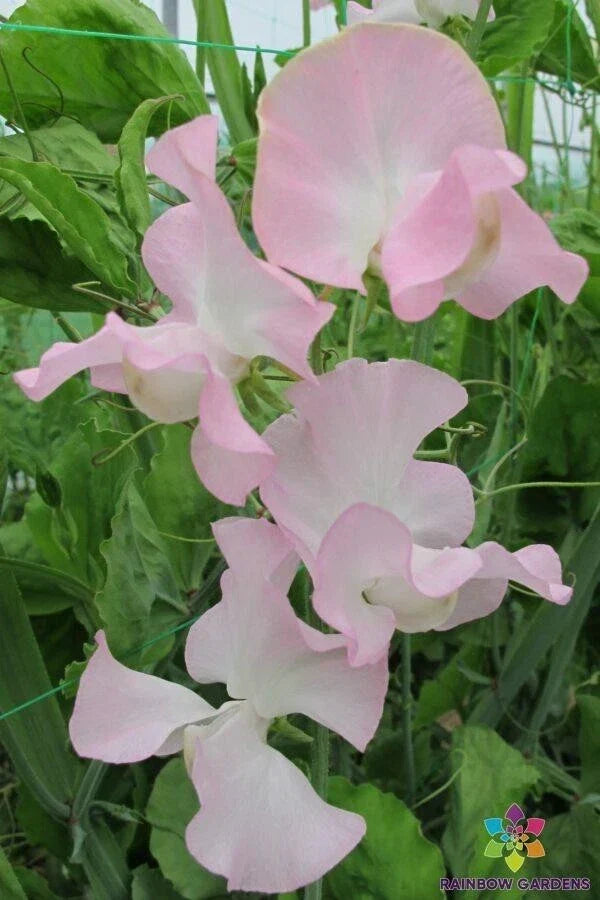 Patricia Marilyn Sweet Pea Seeds - 50+ Pink & White Fragrant Climbing Vines, Lathyrus odoratus, Garden Planting