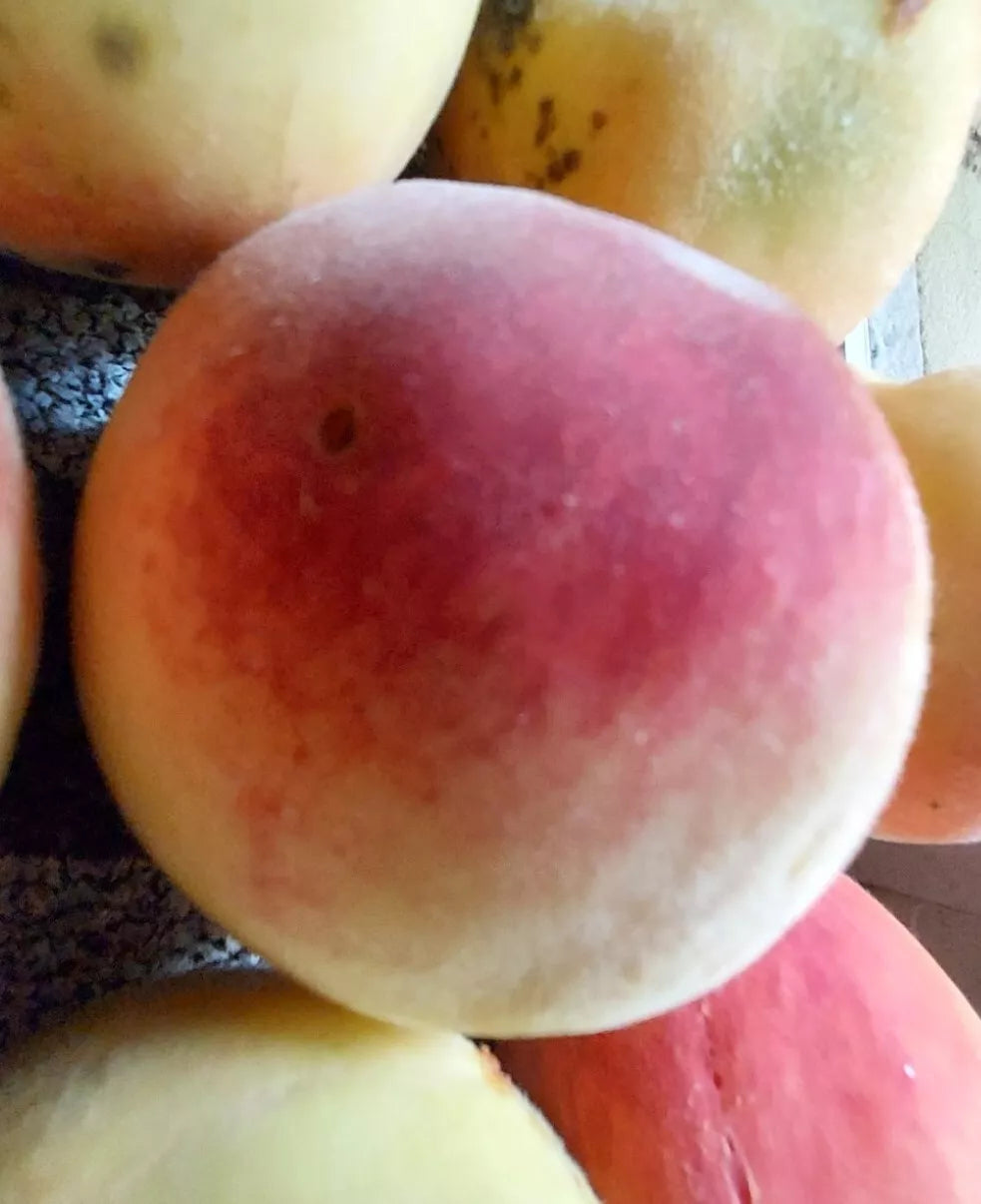 Peach Tree Seeds Red Haven - White Fruit - Hardy Prunus persica Edible Garden Plant - 4 Seeds