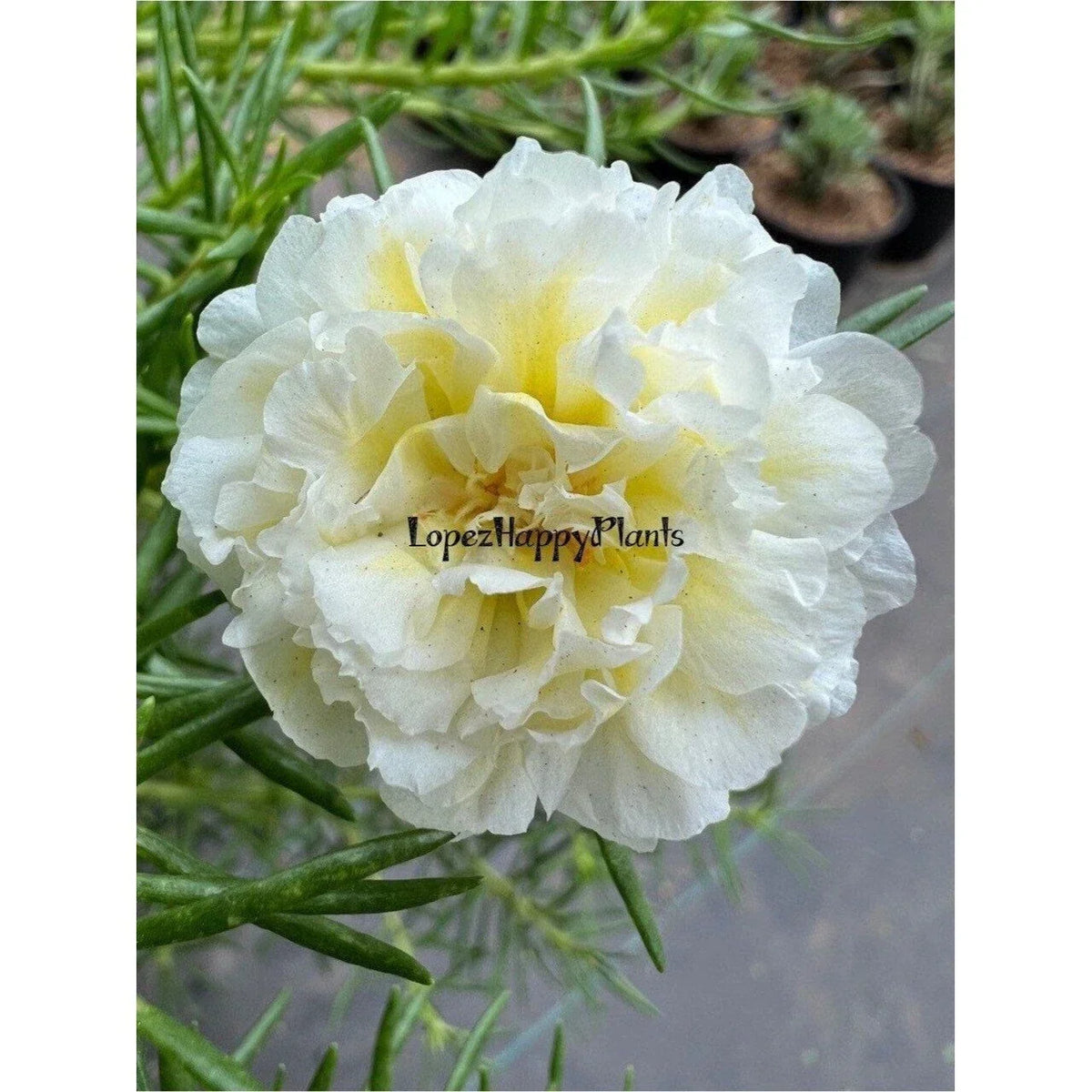 Unrooted Succulent Cuttings - Spearmint Green Portulaca grandiflora for Gardening & Propagation
