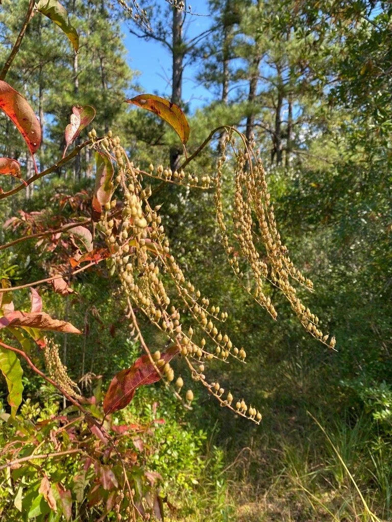 Sourwood Seeds - Lily of the Valley Variety - Oxydendrum arboreum - Fragrant White Flowers for Bees & Pollinators