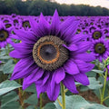 50pcs Purple Sunflower Seeds Violet Majesty Heirloom Helianthus annuus Garden Seeds