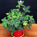 Dwarf Mimosa Pudica Seeds - Sensitive Plant Tropical Houseplant with Touch-Responsive Leaves and Pink Flowers