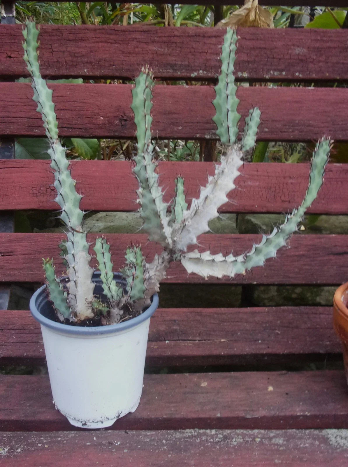 Euphorbia Greenwayi Medusoid Succulent Plant - 3-Year-Old Branching Specimen, Unique Green Foliage, Drought-Tolerant Indoor Outdoor