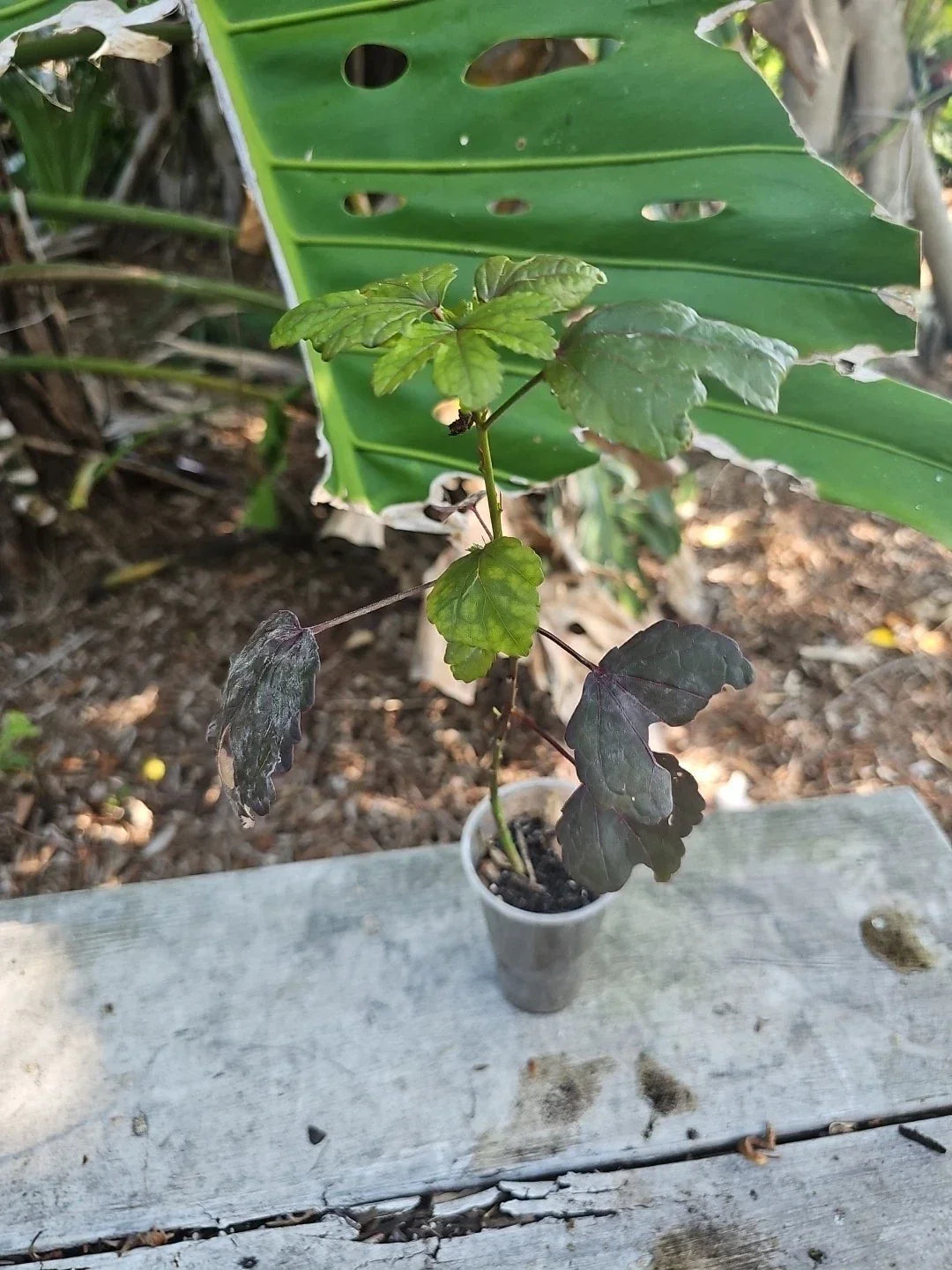 Cranberry Hibiscus Live Plant - Edible Rosella, Hibiscus acetosella, Florida Grown, Full Sun, Bushy, Vibrant Dark Red Foliage