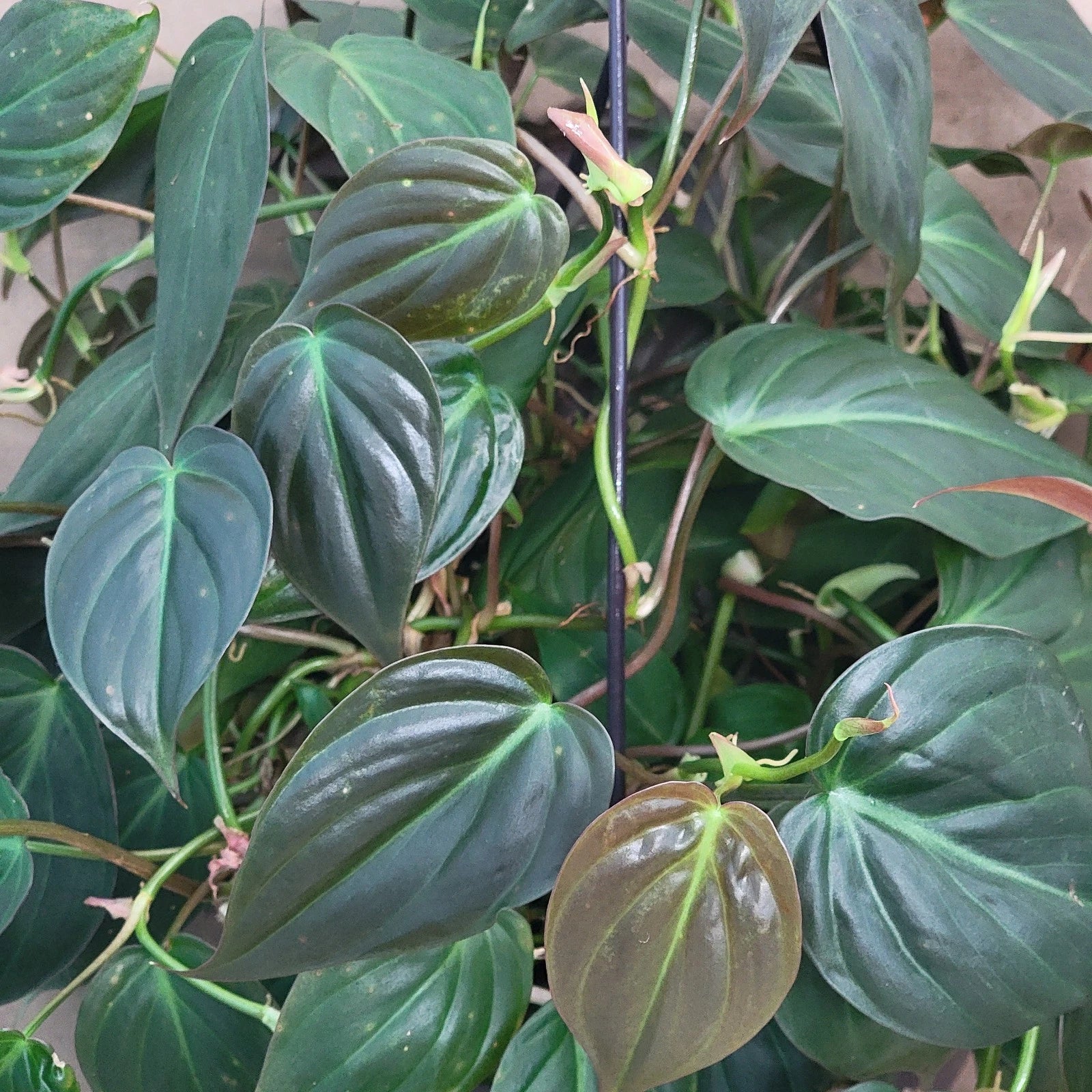 Philodendron Micans Indoor Houseplant in 6" Pot – Velvet Green Vining Plant