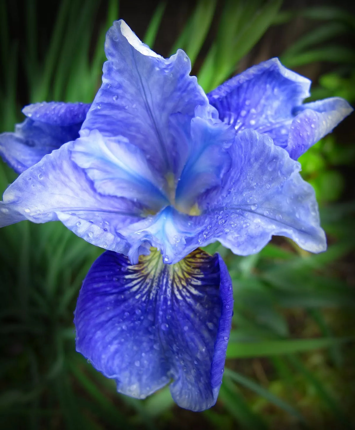 Siberian Iris Starter Plants Set of 3 | Iris sibirica Perennials for Garden Borders & Blooms