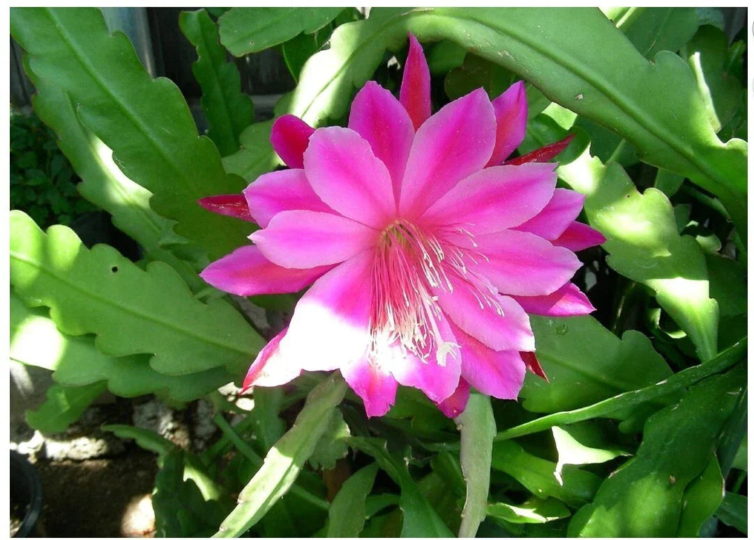 Pink Epiphyllum Orchid Cactus Plant - Queen of the Night, Oxypetalum Cereus, Live Indoor Flowering Plant in 6-inch Pot