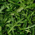 Arugula Seeds 3,000 Count Non-GMO Heirloom Eruca sativa for Home Gardening, Salad Greens, Fresh Nutrition