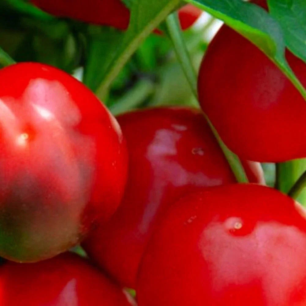 Red Cherry Sweet Pepper Seeds | Non-GMO Heirloom Capsicum annuum | Fresh Garden Seeds for Container & Garden Planting